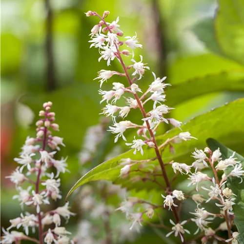 Heucherella 'Sweet Tea'®