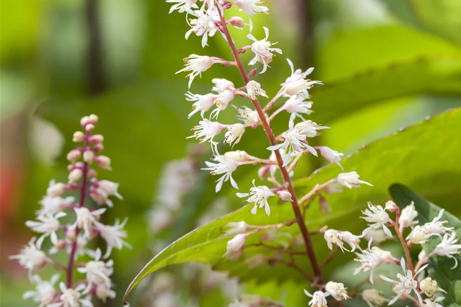 Heucherella 'Sweet Tea'®