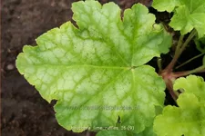 Heuchera 'Lime Ruffles'