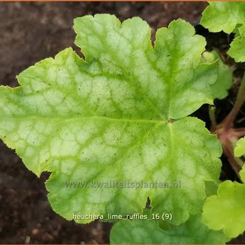 Heuchera 'Lime Ruffles'