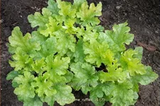 Heuchera 'Lime Ruffles'