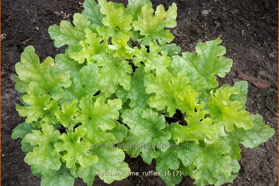 Heuchera 'Lime Ruffles'