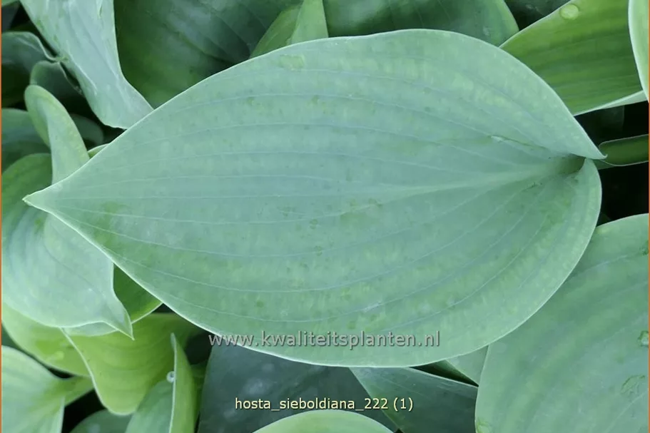 Hosta sieboldiana