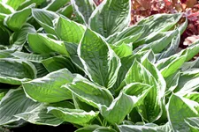 Hosta sieboldiana