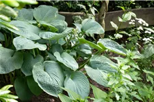 Hosta sieboldiana 'Big Daddy'
