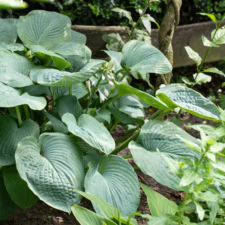 Hosta sieboldiana