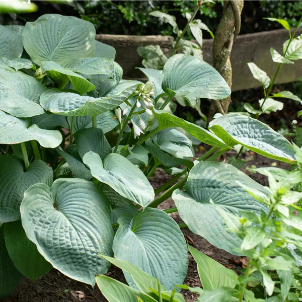 Hosta sieboldiana