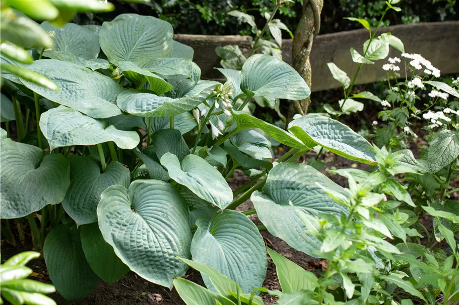 Hosta sieboldiana 'Big Daddy'