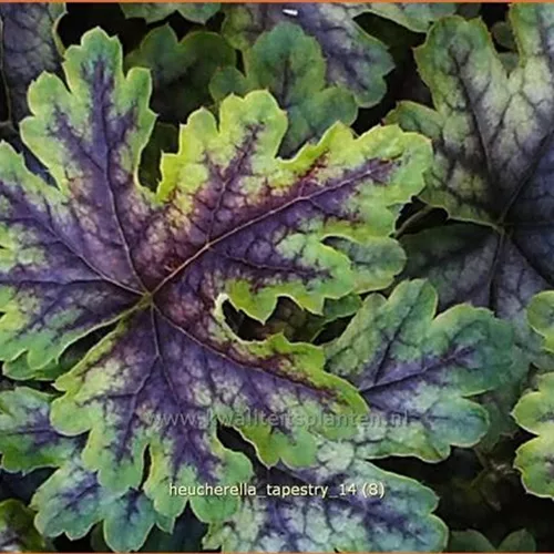Heucherella 'Tapestry'