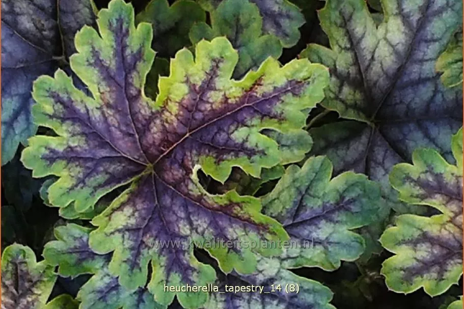 Heucherella 'Tapestry'