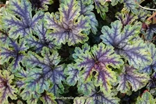 Heucherella 'Tapestry'