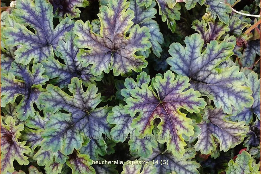 Heucherella 'Tapestry'