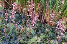 Heucherella 'Tapestry'