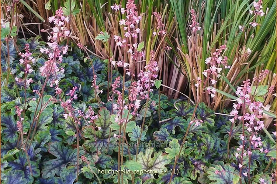 Heucherella 'Tapestry'