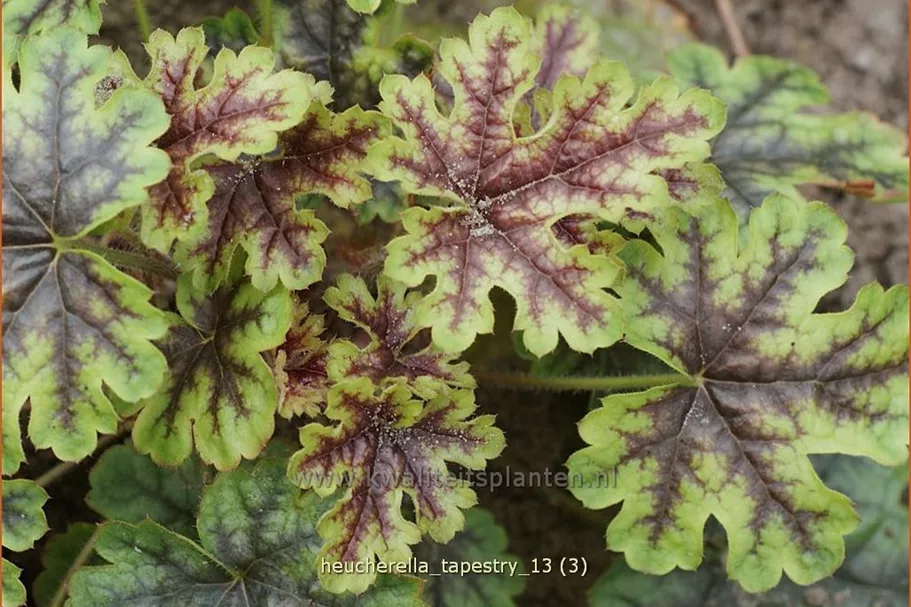 Heucherella 'Tapestry'
