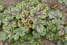 Heucherella 'Tapestry'