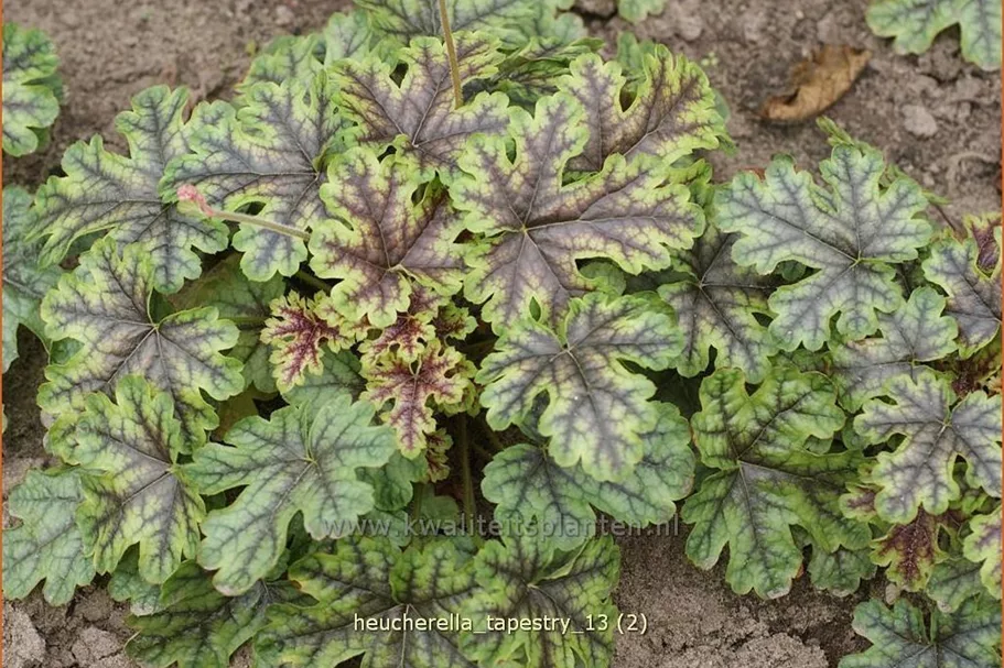 Heucherella 'Tapestry'