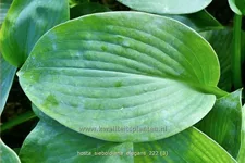 Hosta sieboldiana 'Elegans'