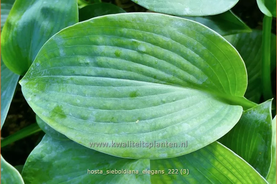 Hosta sieboldiana 'Elegans'