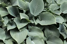 Hosta tokudama 'Blue Cadet'