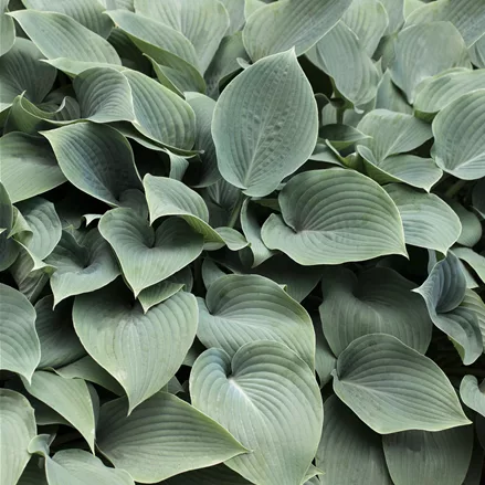 Hosta tokudama 'Blue Cadet'