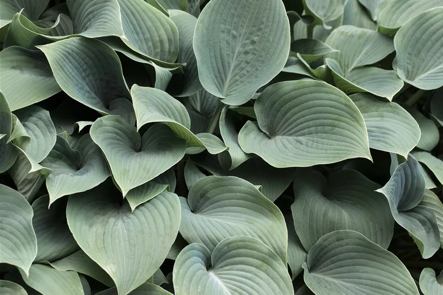 Hosta tokudama 'Blue Cadet'