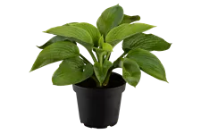 Hosta sieboldiana 'Elegans'