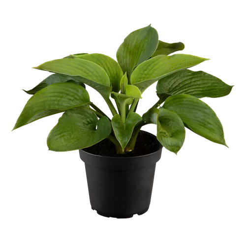 Hosta sieboldiana 'Elegans'