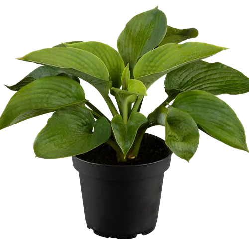 Hosta sieboldiana 'Elegans'