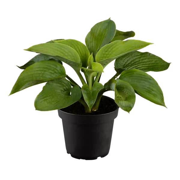 Hosta sieboldiana 'Elegans'