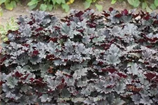 Heuchera 'Binoche'