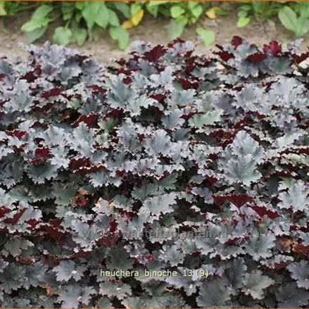 Heuchera 'Binoche'