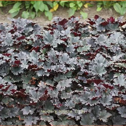 Heuchera 'Binoche'