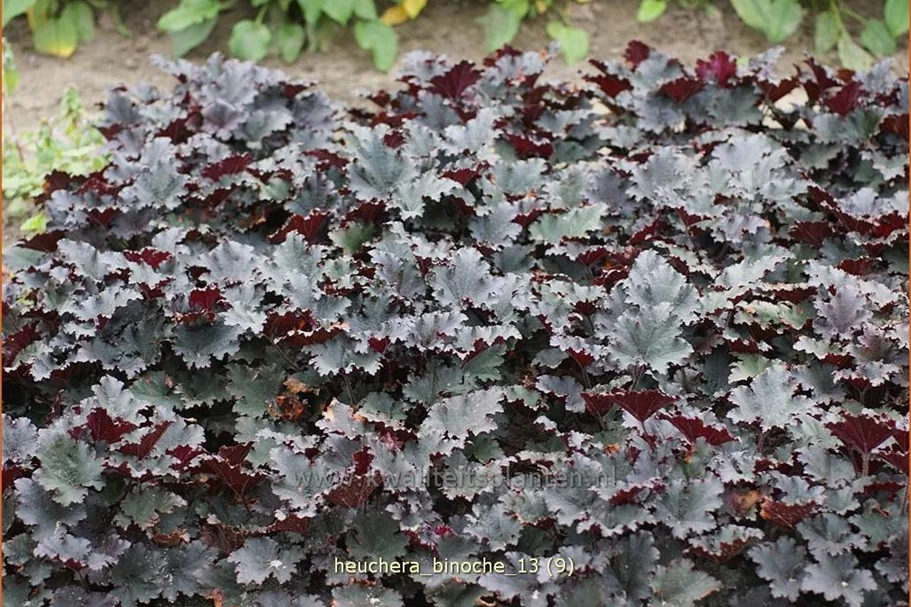 Heuchera 'Binoche'