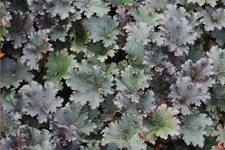 Heuchera 'Binoche'
