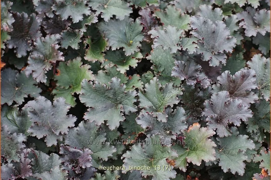 Heuchera 'Binoche'