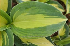 Hosta sieboldiana 'Great Expectations'