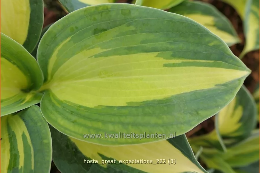 Hosta sieboldiana 'Great Expectations'