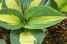 Hosta sieboldiana 'Great Expectations'