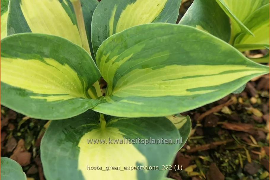 Hosta sieboldiana 'Great Expectations'