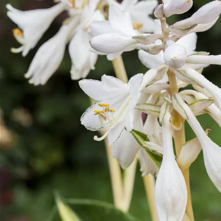 Hosta sieboldiana 'Great Expectations'