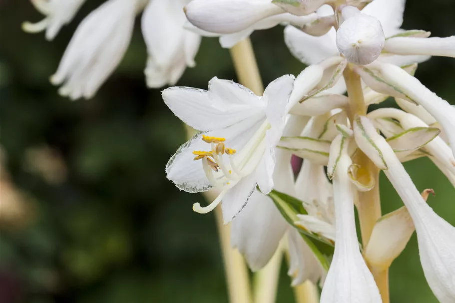Hosta sieboldiana 'Great Expectations'