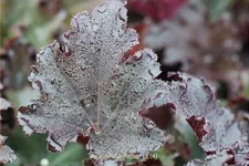 Heuchera 'Binoche'