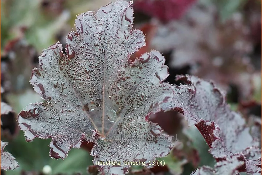 Heuchera 'Binoche'