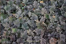 Heuchera 'Binoche'