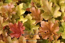 Heuchera 'Marmalade'(s)