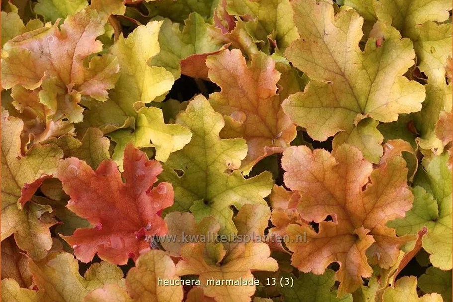Heuchera 'Marmalade'(s)