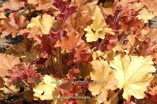 Heuchera 'Marmalade'(s)