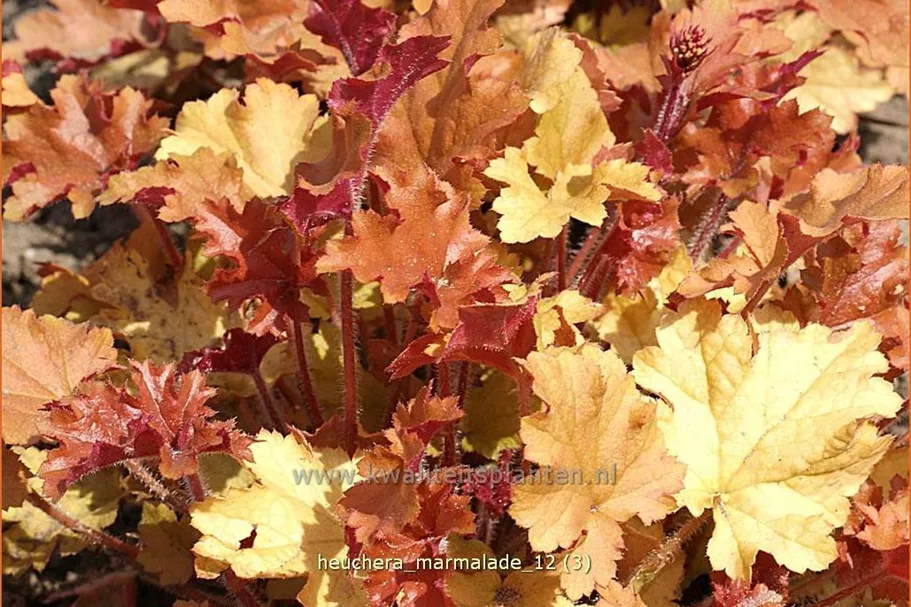 Heuchera 'Marmalade'(s)
