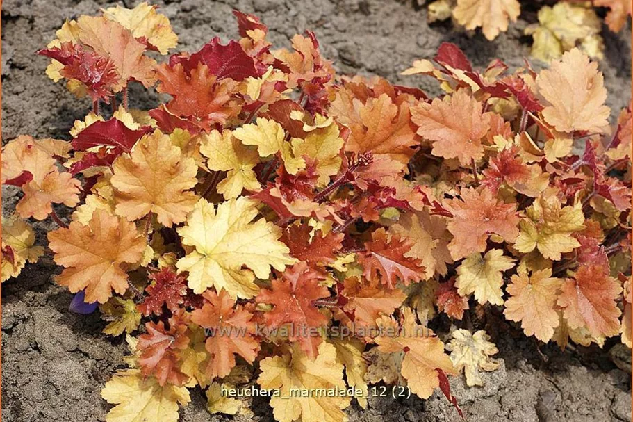 Heuchera 'Marmalade'(s)